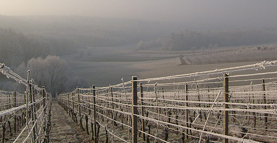 Der Weinberg im Winter